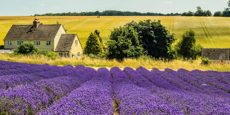Cotswold Lavender