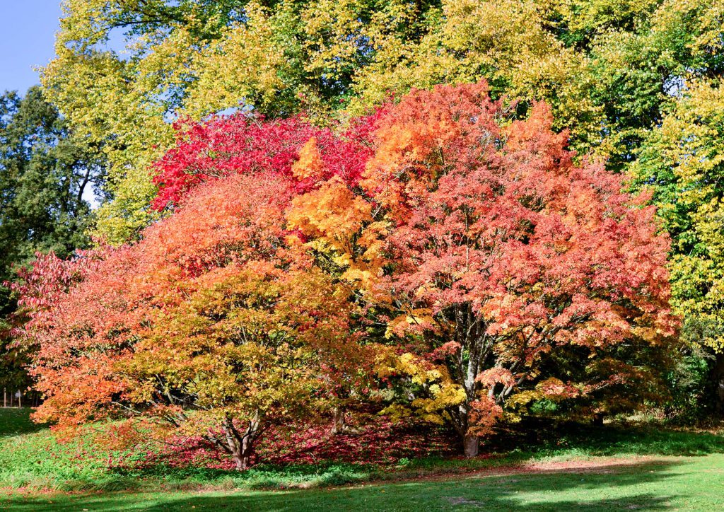 Autumnal colours at Batsford